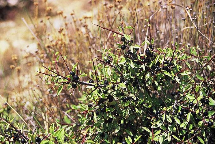 Rhamnus saxatilis